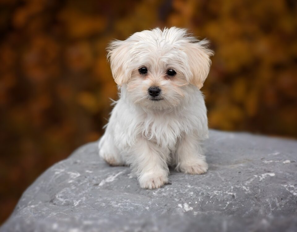 Totul despre Bichon Bolognese