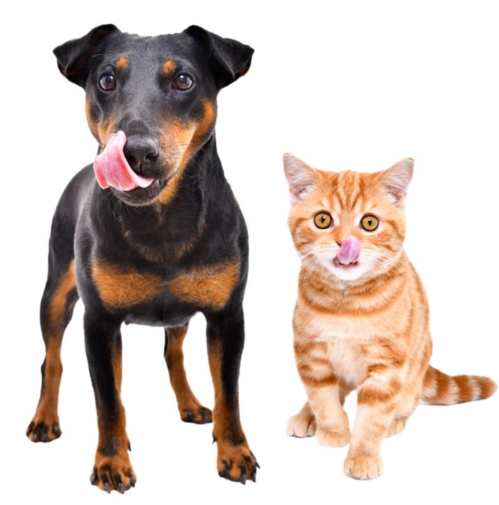 rottweilers-chihuahua-and-food-bowl-2021-12-09-06-17-17-utc