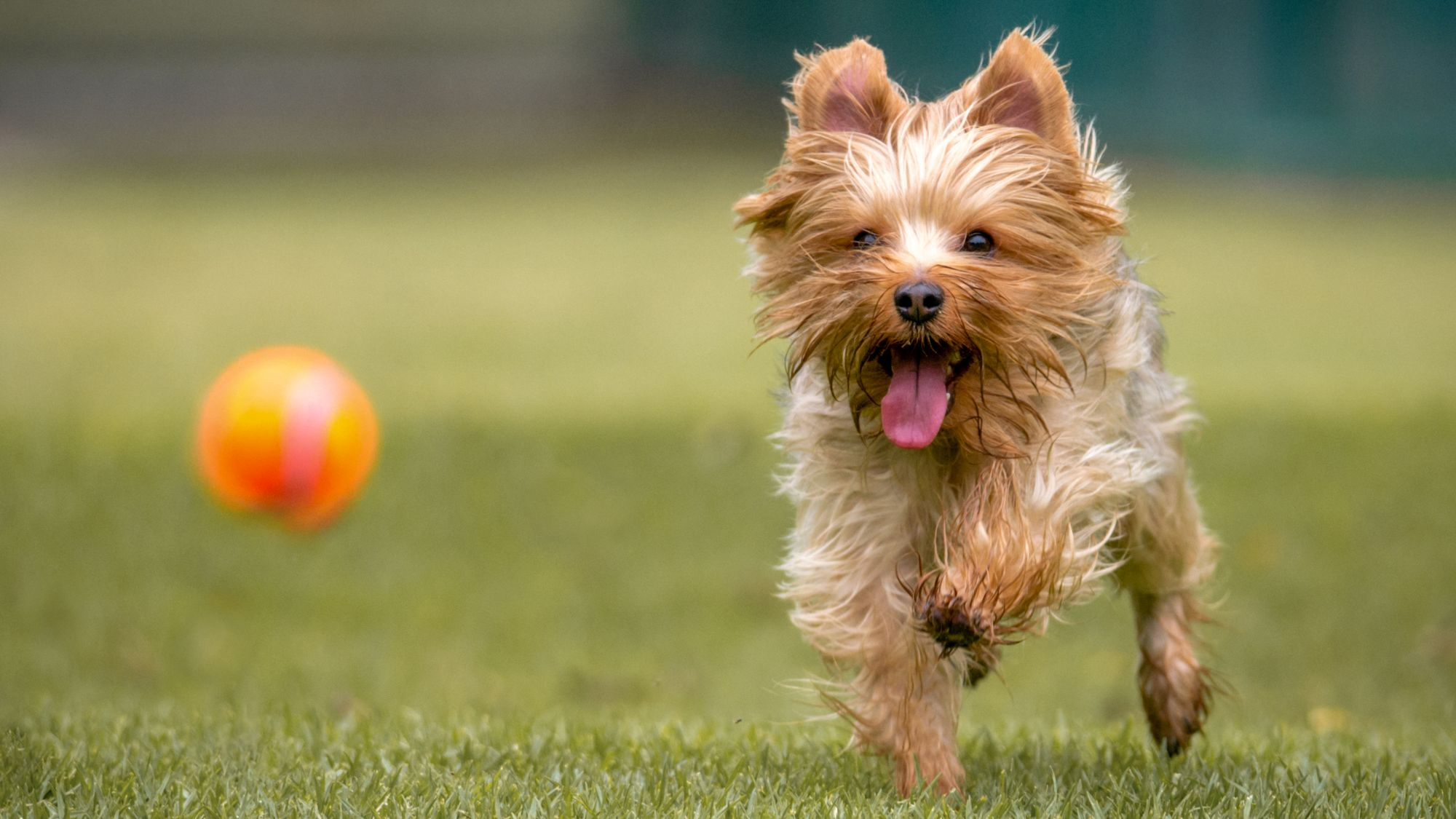 yorkshire-terrier